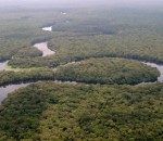 Forêt de Salonga dans le Bassin du Congo