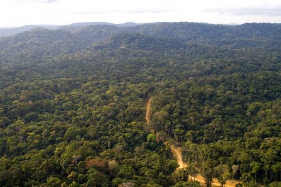 The importance of Congo Basin for global climate & biodiversity
