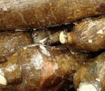 Manioc