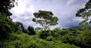 RDC : Une réserve naturelle menacée par le pétrole