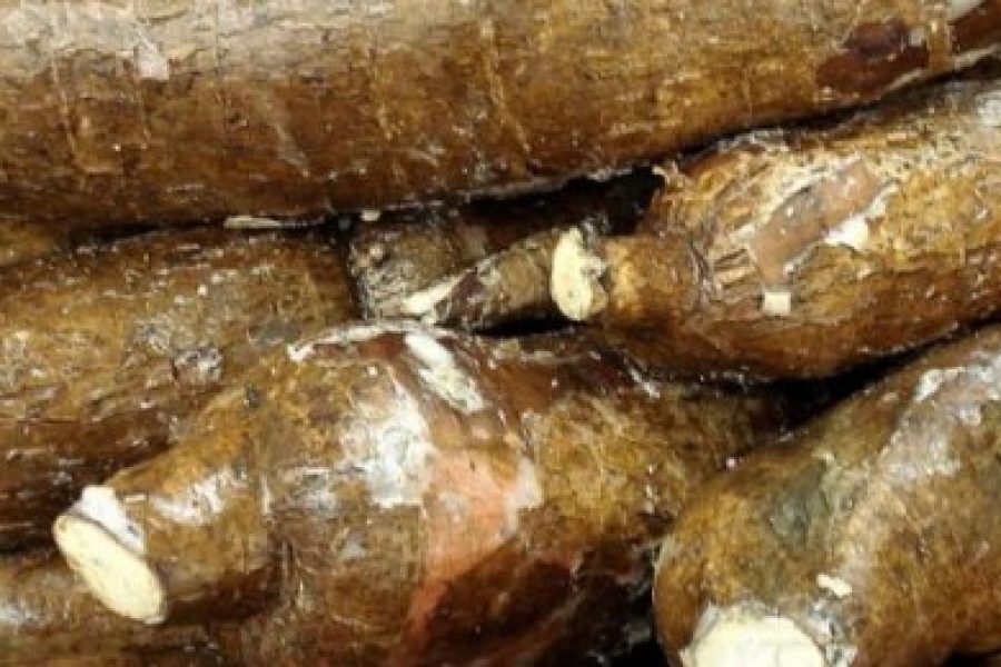 RD Congo : Une nouvelle variété de manioc qui favorise la productivité