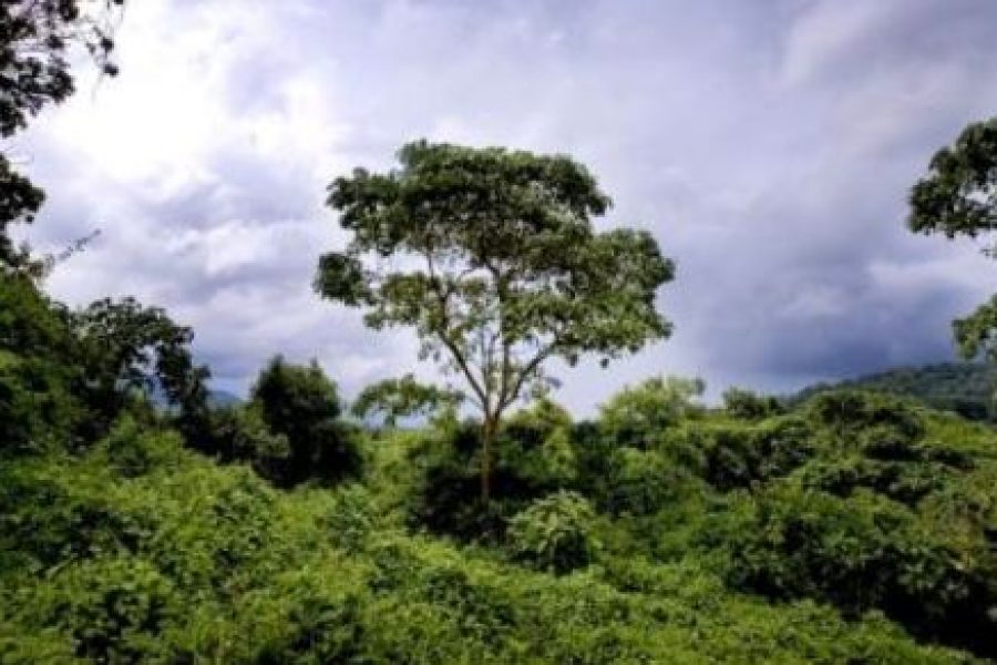 RDC : Une réserve naturelle menacée par le pétrole
