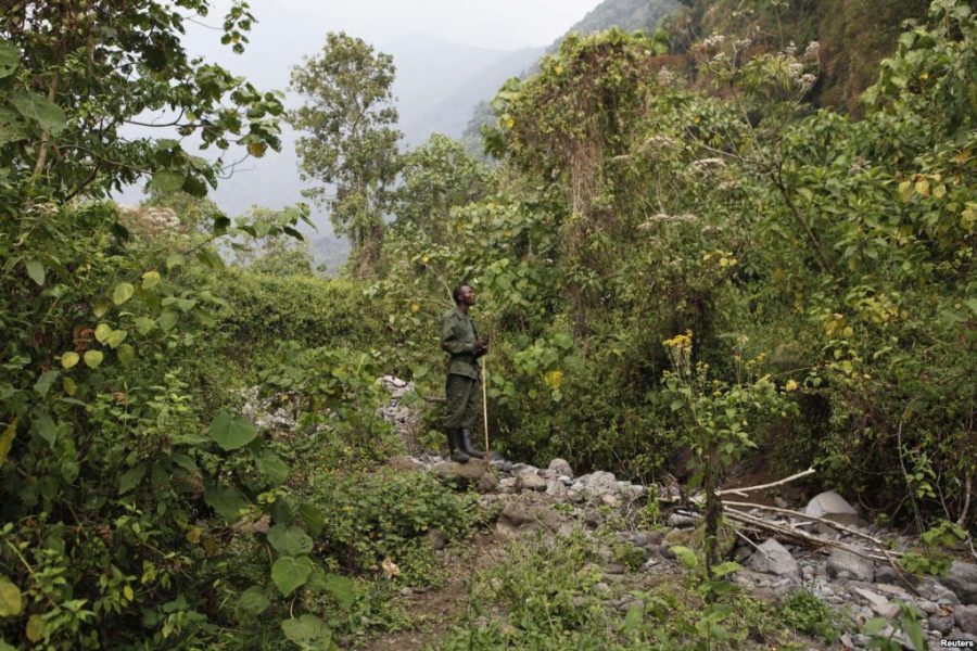 RDC : Le pétrole terrorise le parc national des Virunga