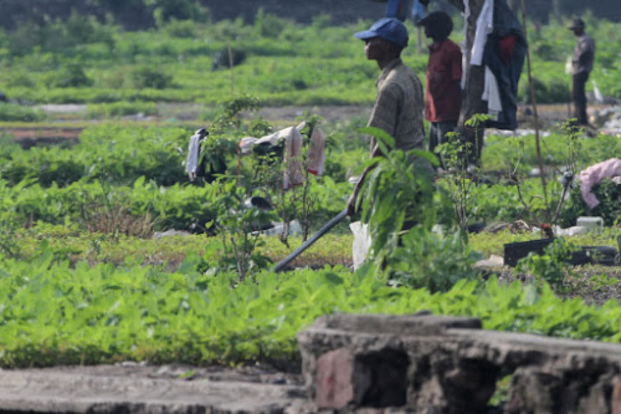 La paysannerie congolaise comme fer de lance de la lutte de libération et du peuple de la RD-Congo