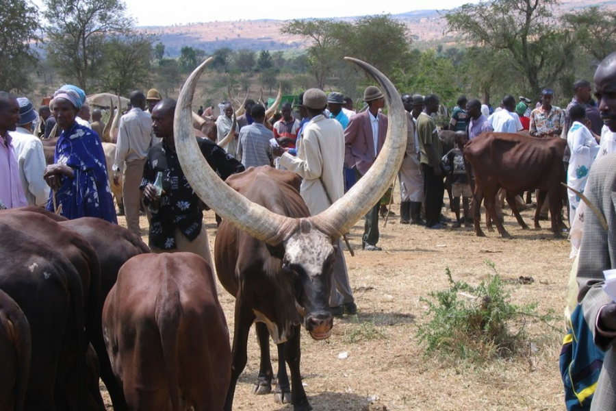 Au-delà de la prairie de Bandundu, les vaches rwandaises lorgnent les terres d’Angola